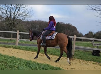 Quarter Pony, Stute, 8 Jahre, 152 cm, Brauner