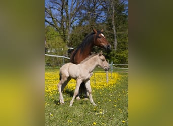 Quarter Pony, Stute, 8 Jahre, 153 cm, Brauner