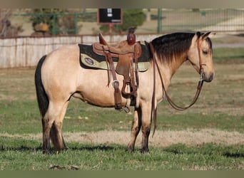 Quarter Pony, Stute, 8 Jahre, Buckskin