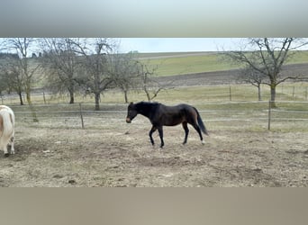 Quarter Pony, Stute, 8 Jahre, Dunkelbrauner