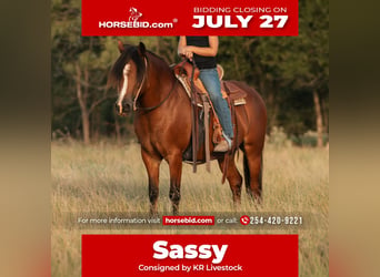 Quarter Pony, Stute, 8 Jahre, Rotbrauner