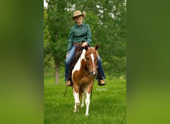 Quarter Pony, Stute, 8 Jahre