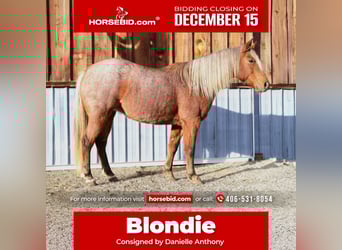 Quarter Pony, Stute, 9 Jahre, 135 cm