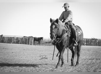 Quarter Pony, Stute, 9 Jahre, 137 cm, Rotfuchs