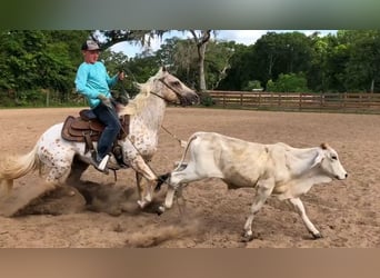 Quarter Pony, Stute, 9 Jahre, 137 cm