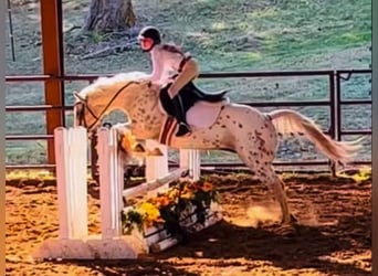 Quarter Pony, Stute, 9 Jahre, 137 cm