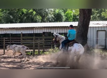 Quarter Pony, Stute, 9 Jahre, 137 cm