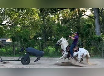 Quarter Pony, Stute, 9 Jahre, 137 cm