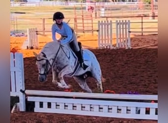 Quarter Pony, Stute, 9 Jahre, 137 cm
