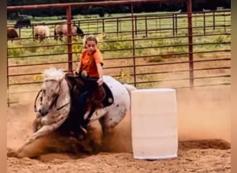 Quarter Pony, Stute, 9 Jahre, 137 cm