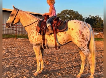 Quarter Pony, Stute, 9 Jahre, 137 cm