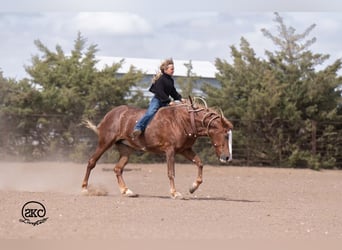Quarter Pony, Stute, 9 Jahre, 142 cm, Rotfuchs