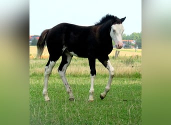 Quarter Pony, Stute, Fohlen (06/2023), 148 cm, Overo-alle-Farben