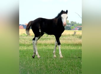 Quarter Pony, Stute, Fohlen (06/2023), 148 cm, Overo-alle-Farben