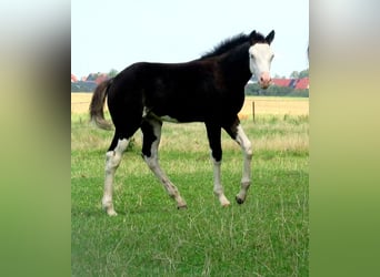 Quarter Pony, Stute, Fohlen (06/2023), 148 cm, Overo-alle-Farben
