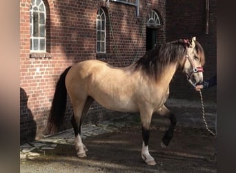 Quarter Pony, Stute, Fohlen (05/2024), 150 cm, Palomino