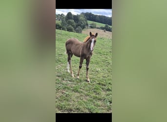 Quarter Pony, Stute, Fohlen (06/2026), 150 cm, Red Dun