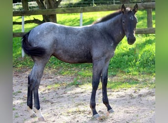 Quarter Pony, Stute, Fohlen (05/2023), 152 cm, Roan-Blue