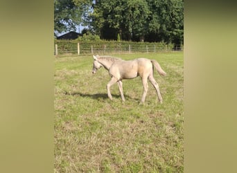 Quarter Pony, Stute, Fohlen (04/2025), Perlino