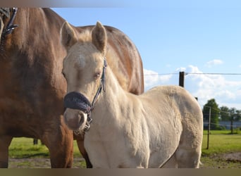 Quarter Pony, Stute, , Perlino