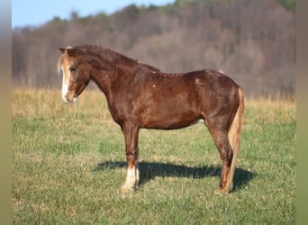Quarter Pony, Wałach, 10 lat, 122 cm, Kasztanowatodereszowata