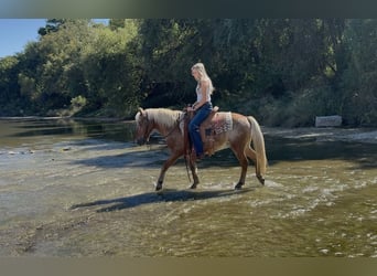 Quarter Pony, Wałach, 10 lat, 130 cm, Cisawa