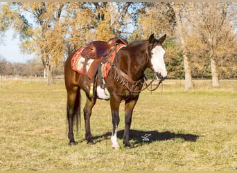 Quarter Pony, Wałach, 10 lat, 140 cm, Gniada