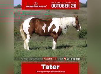 Quarter Pony, Wałach, 10 lat, 147 cm, Srokata