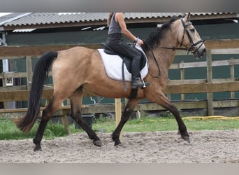 Quarter Pony, Wałach, 10 lat, 155 cm, Jelenia