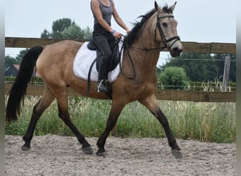 Quarter Pony, Wałach, 10 lat, 155 cm, Jelenia