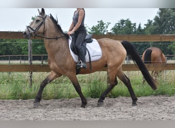 Quarter Pony, Wałach, 10 lat, 155 cm, Jelenia