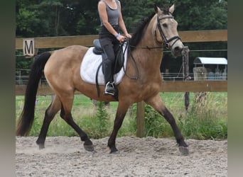 Quarter Pony, Wałach, 10 lat, 155 cm, Jelenia
