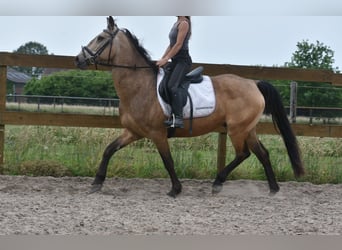 Quarter Pony, Wałach, 10 lat, 155 cm, Jelenia
