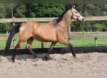 Quarter Pony, Wałach, 10 lat, 155 cm, Jelenia