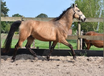 Quarter Pony, Wałach, 10 lat, 155 cm, Jelenia