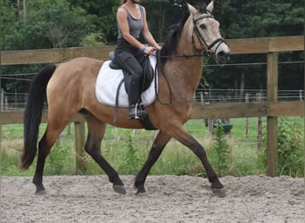 Quarter Pony, Wałach, 10 lat, 155 cm, Jelenia