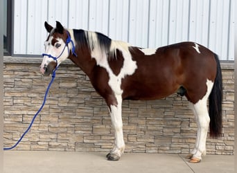 Quarter Pony, Wałach, 10 lat, Srokata