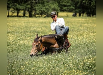 Quarter Pony, Wałach, 11 lat, 137 cm, Jelenia