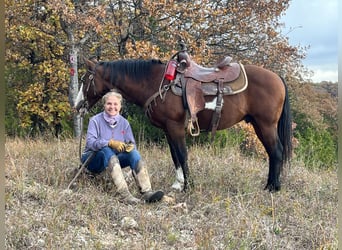 Quarter Pony, Wałach, 11 lat, 140 cm