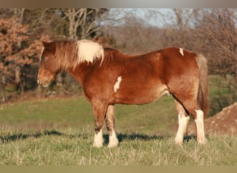 Quarter Pony, Wałach, 12 lat, 122 cm, Srokata