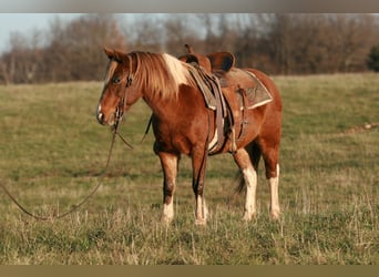 Quarter Pony, Wałach, 13 lat, 122 cm