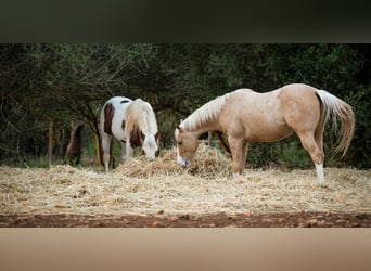 Quarter Pony, Wałach, 13 lat, 150 cm, Izabelowata