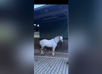 Quarter Pony Mix, Wałach, 14 lat, 138 cm, Biała