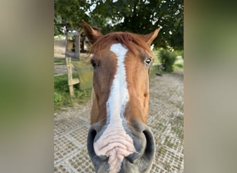 Quarter Pony, Wałach, 15 lat, 147 cm, Bułana
