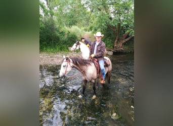 Quarter Pony, Wałach, 15 lat, 151 cm