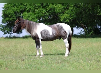 Quarter Pony, Wałach, 19 lat, 132 cm, Srokata
