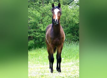 Quarter Pony, Wałach, 1 Rok, 146 cm, Overo wszelkich maści
