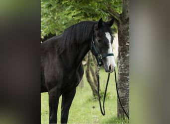 Quarter Pony Mix, Wałach, 2 lat, 158 cm, Karosiwa