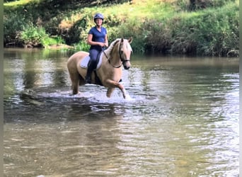 Quarter Pony, Wałach, 3 lat, 155 cm, Izabelowata