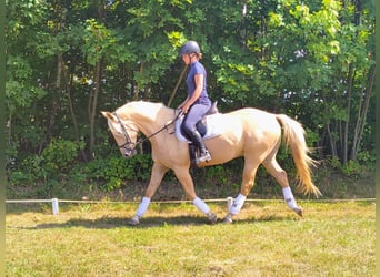 Quarter Pony, Wałach, 3 lat, 155 cm, Izabelowata
